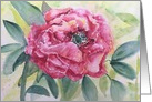 Peony - blank inside card