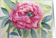Peony - blank inside card