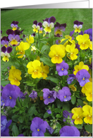 Happy Birthday-pansies card