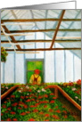 Greenhouse-Geraniums card