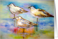 Seagulls-blank inside card