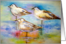 Seagulls-blank inside card