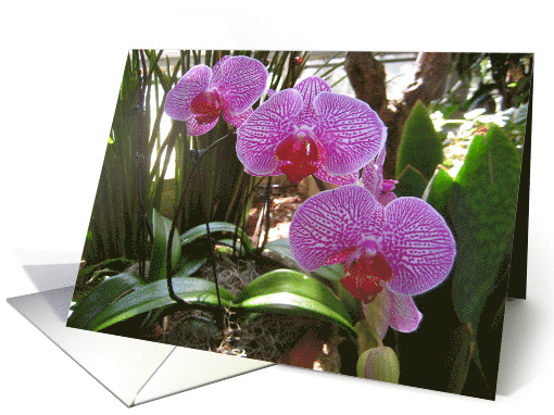 Orchids-any occasion card (595342)