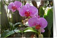 Orchids-Get Well card