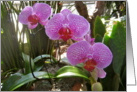 Orchids-Get Well card