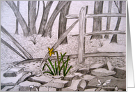 Daffodil-Blank Inside card