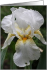 White Iris Blossom card