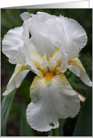White Iris Blossom card