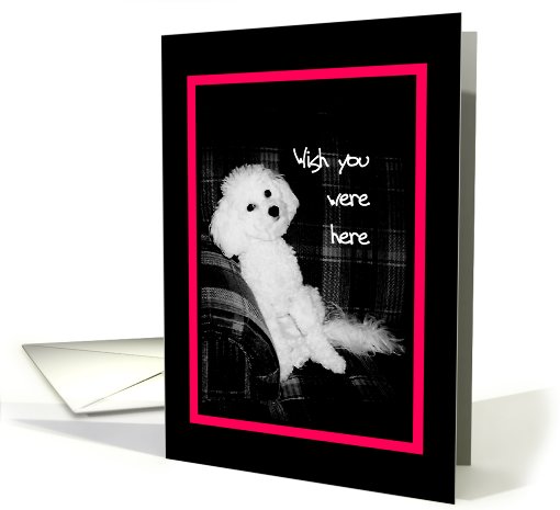 Miss You, Wish you were here - unhappy looking dog card (606443)