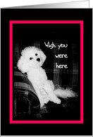 Miss You, Wish you were here - unhappy looking dog card