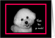 Thank you so much - Thanks - smiling dog card