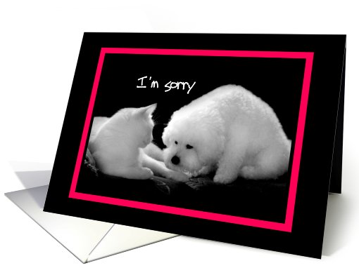 I'm sorry - cat & dog card (607477)