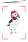 Christmas Puffin with red santa cap card