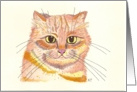 Orange Cat Sympathy card