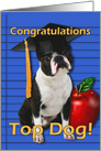 Graduation Congratulations Boston Terrier card