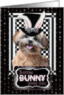 Some Bunny Loves You Easter Card - ShihPoo card