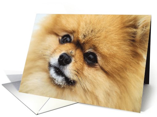 Pomeranian on Carmel Beach - Edgrrrr card (703396)