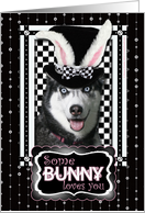 Some Bunny Loves You Easter Card - Siberian Husky card