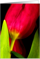 Tulips card