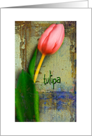 Tulipa card