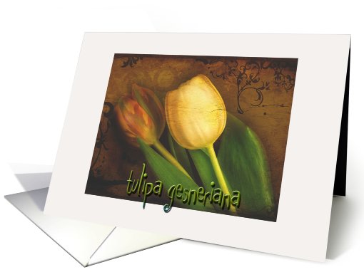 Tulipa Gesneriana card (563705)