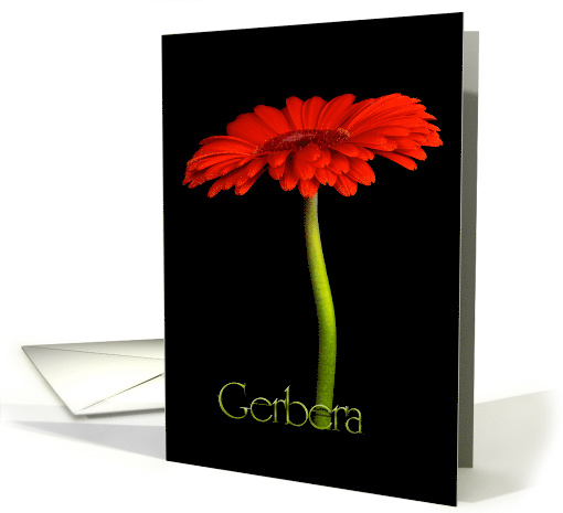 Gerbera card (563825)
