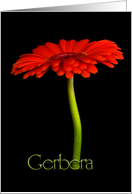 Gerbera card