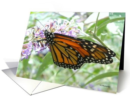 Butterfly card (571836)