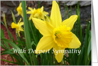 Sympathy Daffodil