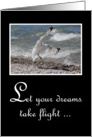 Graduation Congratulations - Seagull Taking Flight From Beach card