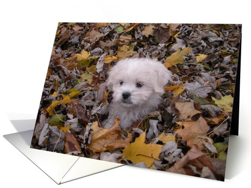 Blank Card - Fall Puppy card (767750)