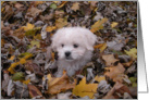 Blank Card - Fall Puppy card