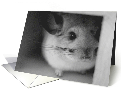 Chinchilla in his House card (558449)