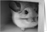 Chinchilla in his House card