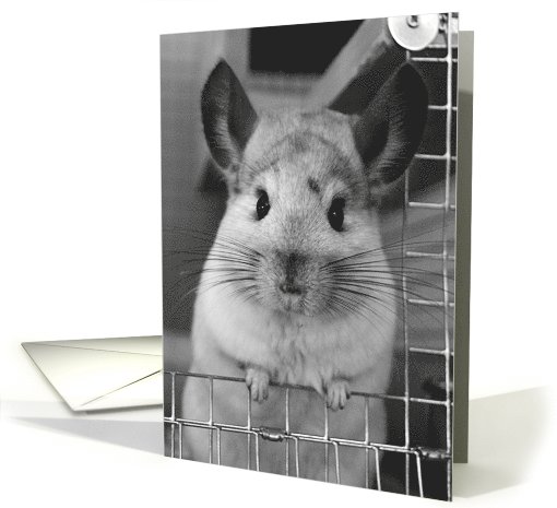Cheeky Chinchilla! card (558457)