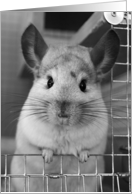 Cheeky Chinchilla! card