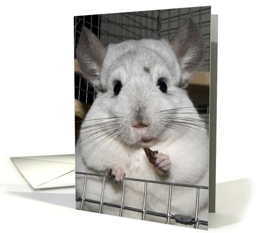 Cheeky Chinchilla! card (558458)