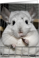 Cheeky Chinchilla! card