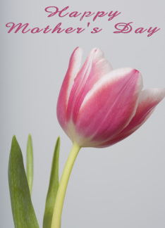 Mother's Day Tulip