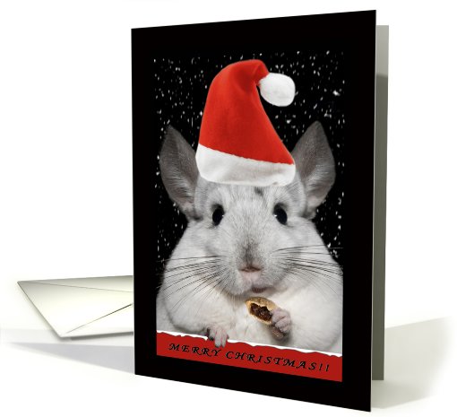 Chinchilla Christmas card (590430)
