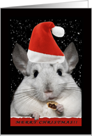 Chinchilla Christmas...