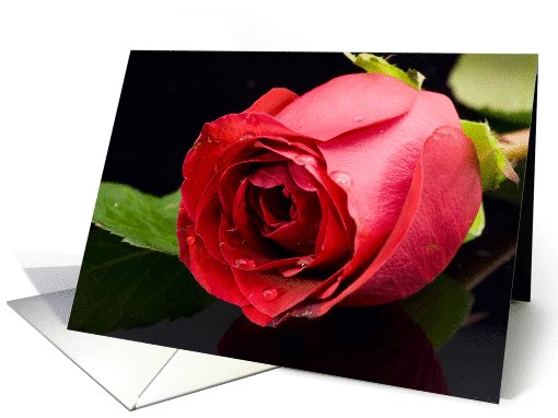 Beautiful Red Rose on Black card (594271)
