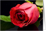 Beautiful Red Rose...