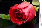 Beautiful Red Rose on Black card