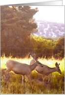 Mule deer in Gila Wilderness N.M. card