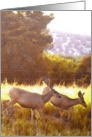 Mule deer in Gila Wilderness N.M. card