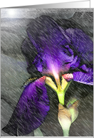 Iris Rain with...