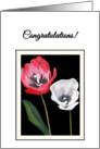 Congratulations Handpainted Tulips Side by Side Print card