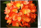 Hello Thinking About You Beautiful Orange Flower card