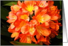 Blank- Any Occassion-Orange,Yellow Flower card